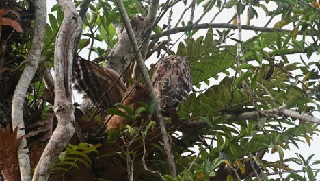 Buffy-Fish-Owl-Ketupa-Ketupu,-Un-Novato-Que-Sale-De-Su-Nido-Y-Extiende-Sus-Alas-Y-Se-Mueve-Frente-A-Su-Madre-Mientras-Mira-A-Su-Alrededor-Hacia-La-Cámara,-Parque-Nacional-Khao-Yai,-Tailandia