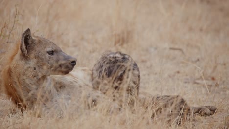 spotted hyena with cub resting in the grass