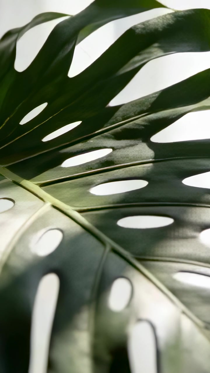 Video verticale: Mostrando una foglia di Monstera che si muove vicino alla finestra mentre la luce diffusa si sposta, con fori ovali