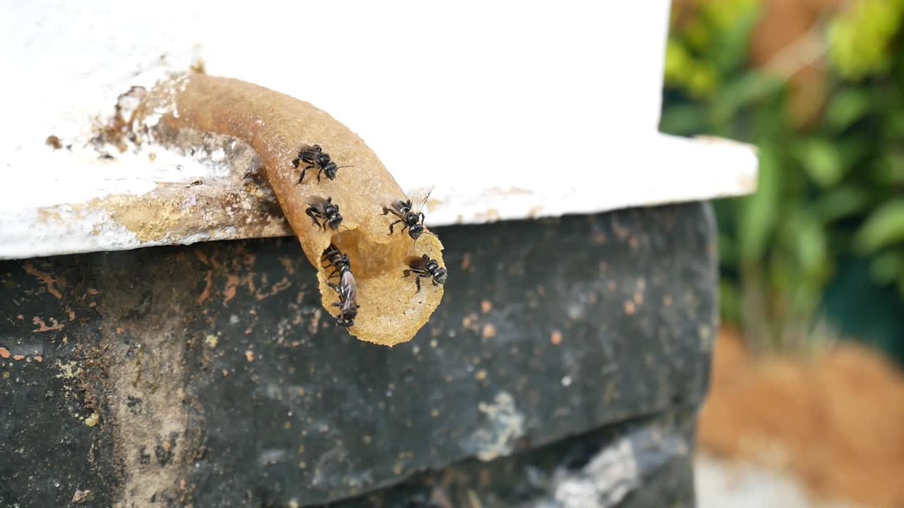 인간이 만든 벌집의 입구 주변에 몰려들고 있는 이 없는 벌들의 클로즈업. 이 벌들은 매우 영양이 풍부한 을 얻기 위해 양육되며, 둥지 개구 근처에서 활발하게 거린다.