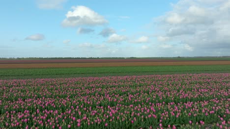 abril 2024 - 4k aerial de los campos de tulipanes en flevoland, los países bajos
