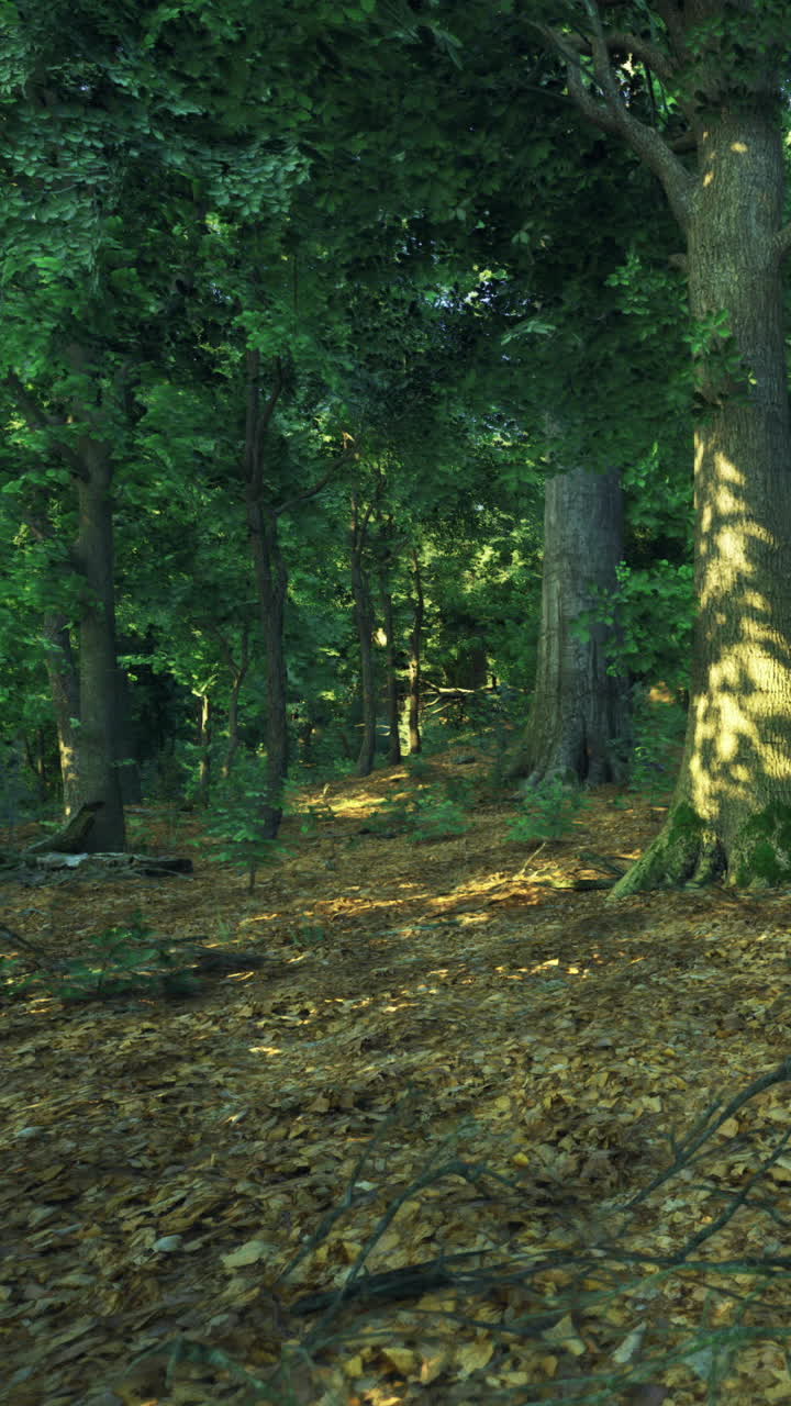 Un sentiero attraversa una foresta piena di alberi alti