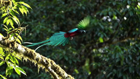 resplendent quetzal in flight through a tropical forest