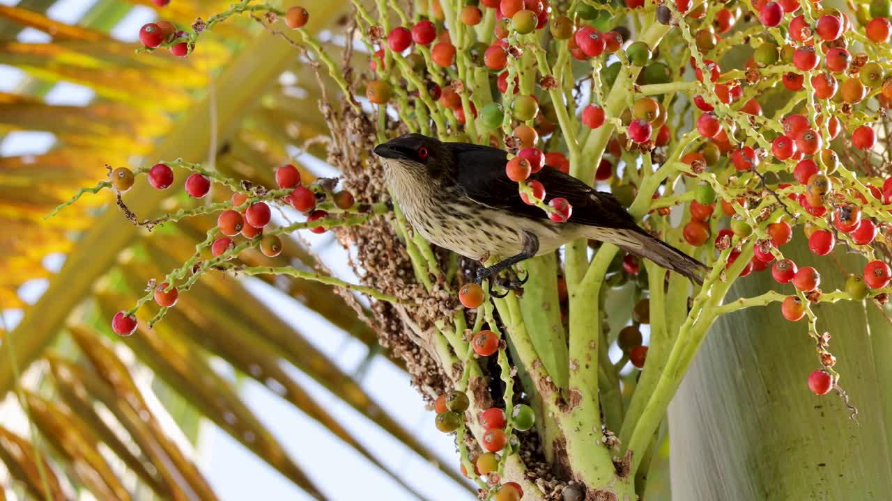 Australasian figbird feeds on vibrant red fruits in a tropical palm, showcasing natural behavior in bright daylight