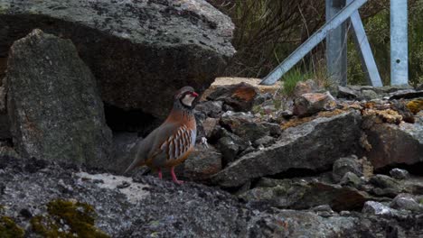 partridge sits on rocky broken ledge looking around wandering