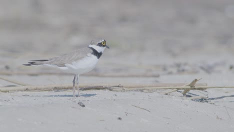 pequeño plover anillado pájaro nadador en la orilla del mar en busca de comida, comiendo, corriendo