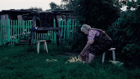 elderly women playing with goslings