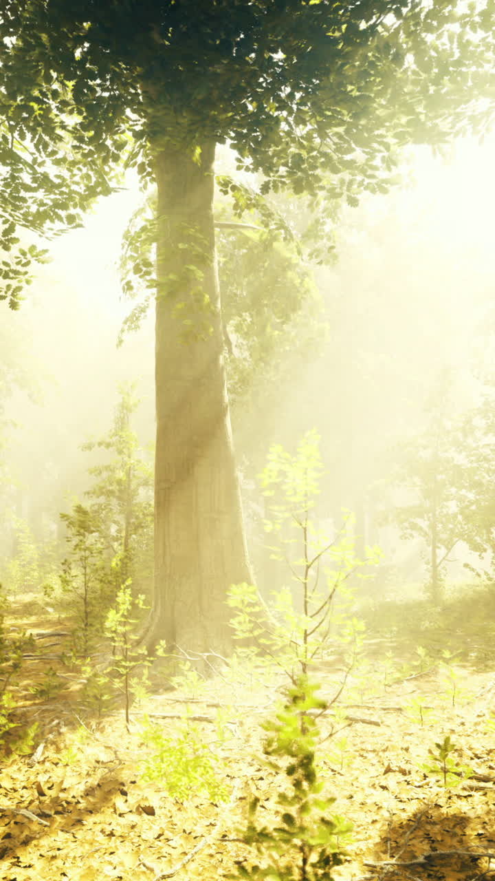 Sunlight filters through trees in a tranquil forest setting at dawn