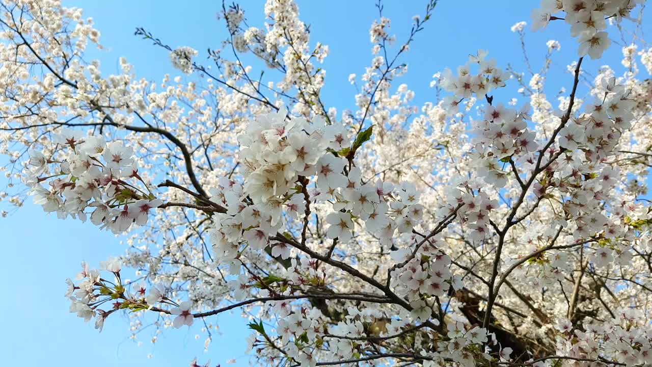 Cherry blossoms fluttering in the wind, Tokyo, Japan