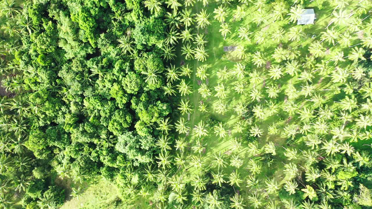 위에서 본 야자수 농장의 평화로운 녹색 질감과 태국 농업 농장 근처의 열대 식물