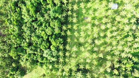 peaceful green texture of palm trees plantation seen from above and tropical plants near agricultural farm, thailand