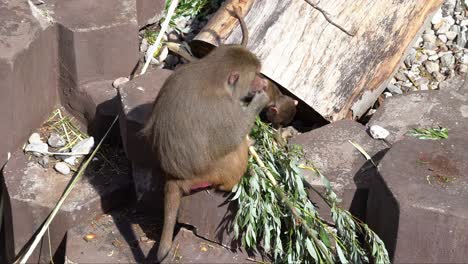 parent and child hamadryas baboon eating leaves from tree together