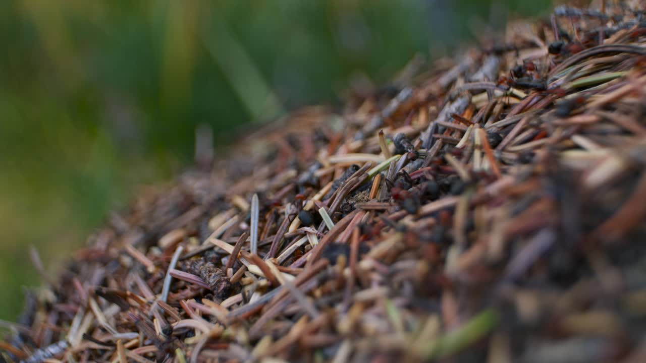 Anthill side with ants rack focus