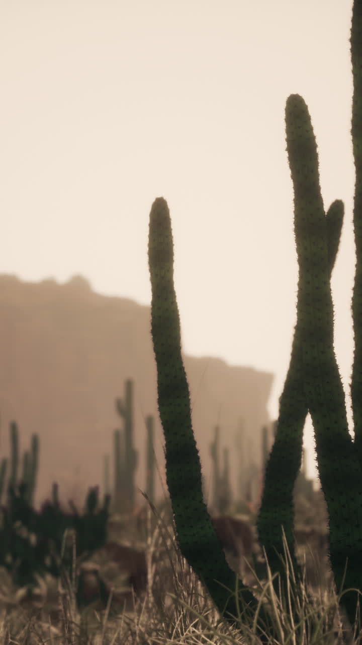 puesta de sol sobre un desierto de cactus