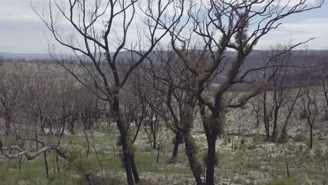 a forest around 8 month after the bushfires. some trees have already started recovering. blue mountains nationalpark