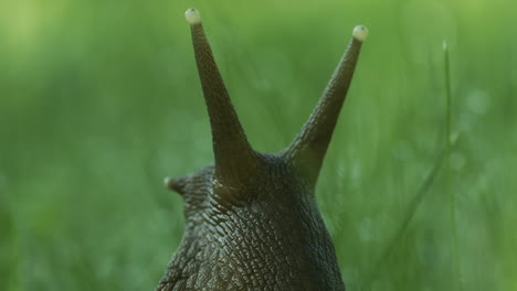 snail in grass