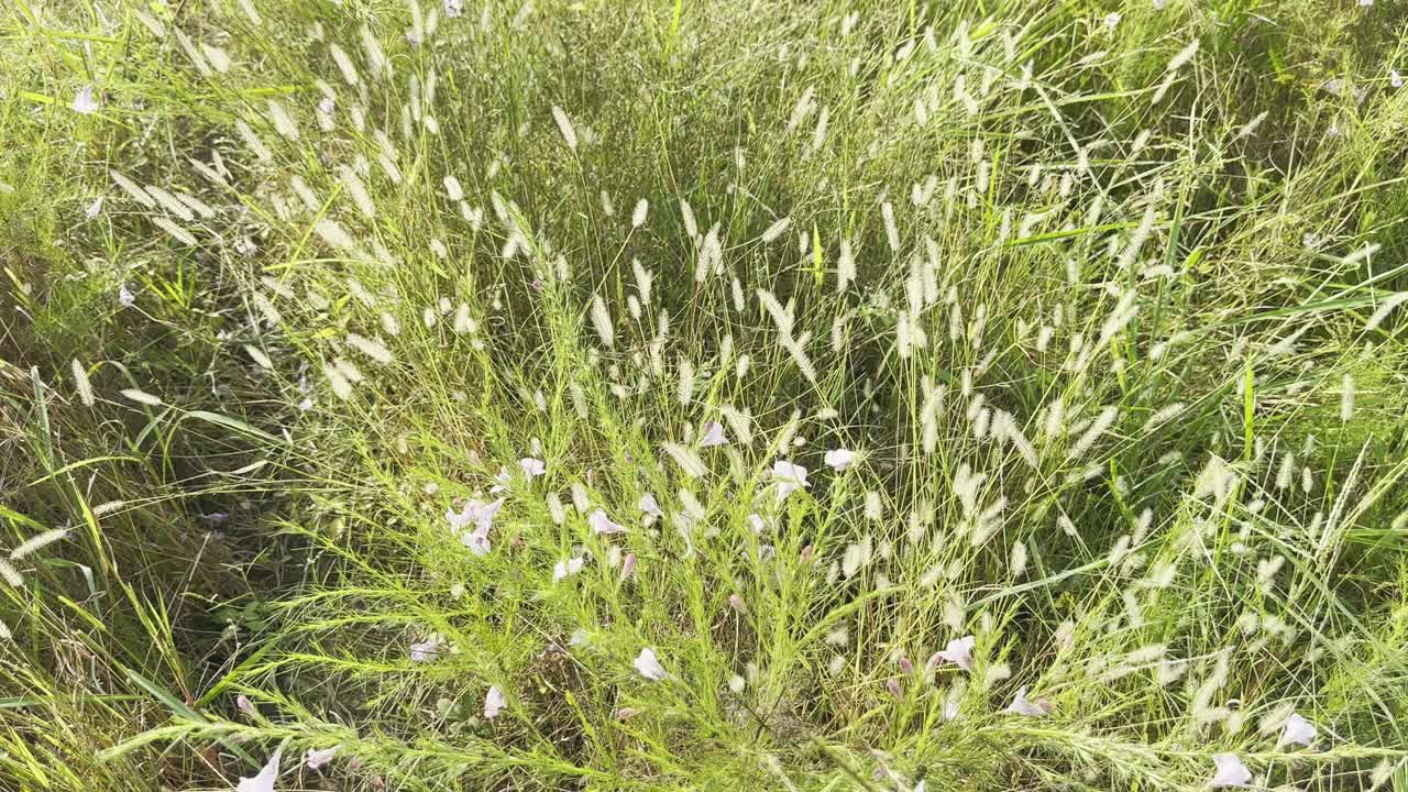 Dense patch of wild grass with fluffy seed heads swaying in sunlight, scattered with tiny purple flowers growing naturally
