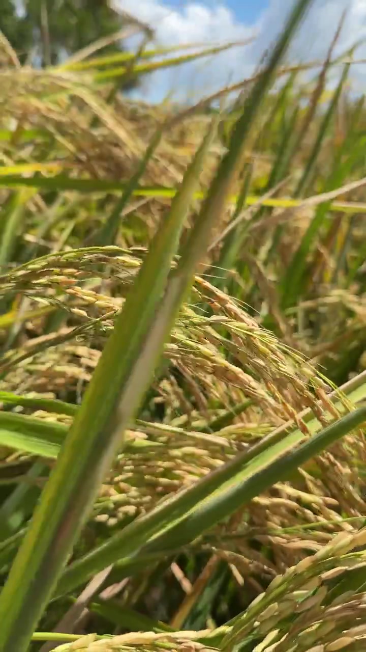 Spighe di riso dorate che ondeggiano al vento in una risaia