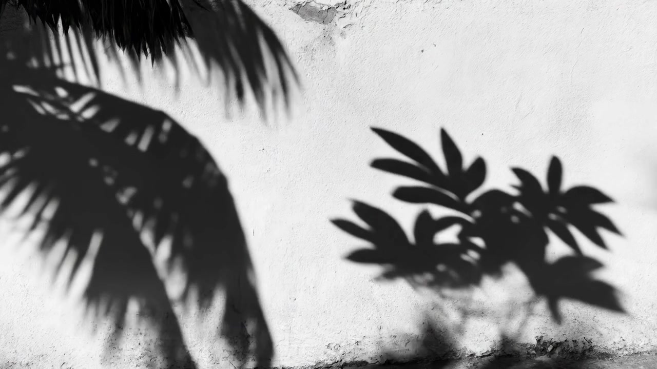 Monochrome Shadows of Tropical Leaves Moving on a White Wall