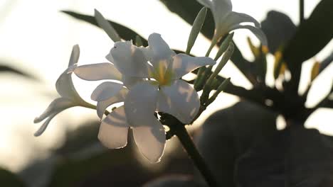 Die-Morgensonnenstrahlen,-Die-Durch-Die-Weißen-Lilienblüten-Fielen,-Konnten-Es-Nicht-Lassen,-Darauf-Zu-Schießen