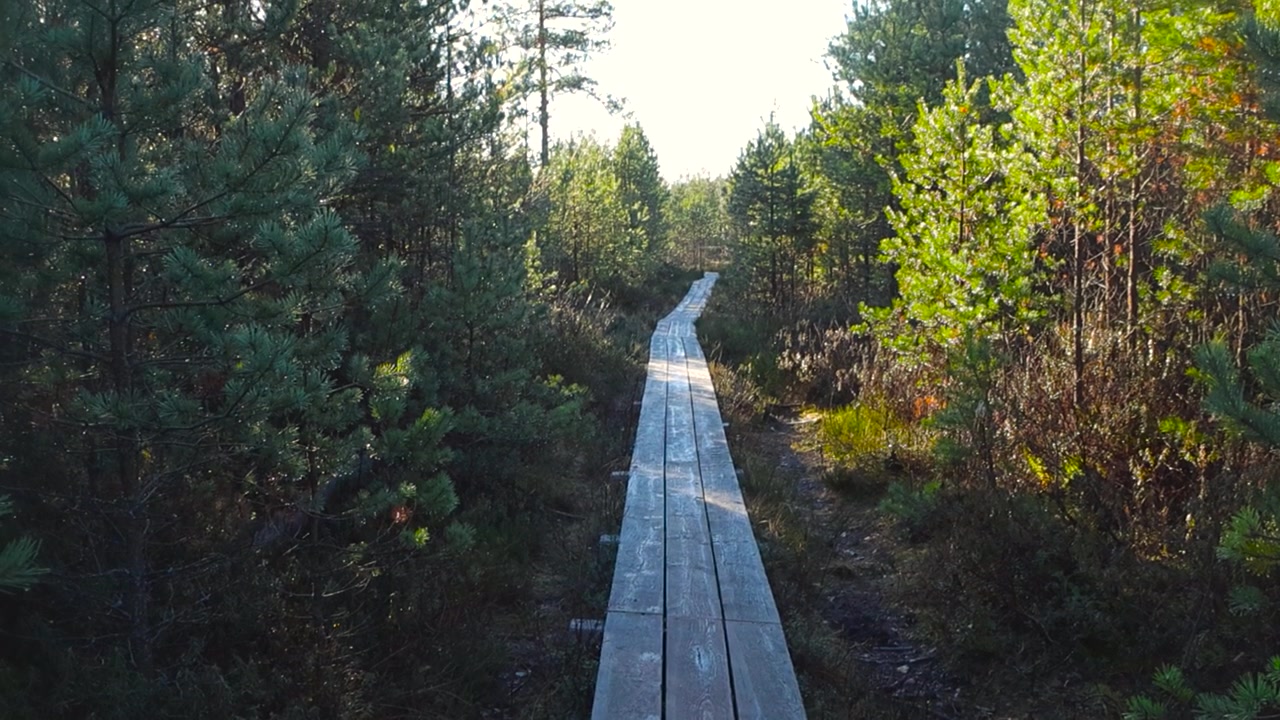 Tilt up shot of wooden boardwalk leading through the nature of the swamp, surrounded by pine trees and heathers. Sunlight shines on the trees during beautiful warm autumn day at Pääsküla bog, Estonia.