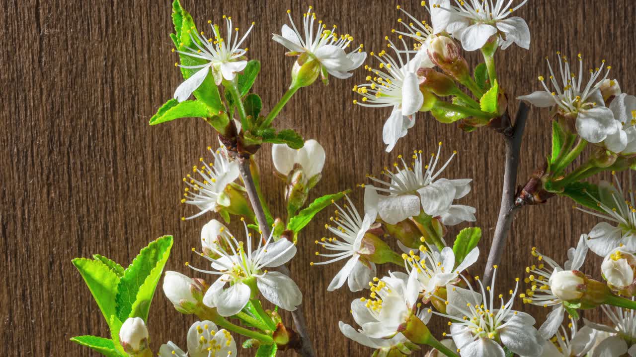 봄의 꽃: 꽃이 나무 바탕에 꽃을 피우는 꽃의 가지에 꽃이 피는 꽃, 타임 스 4k 비디오