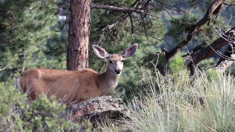 Mule-Deer-Doe-Starrt-Aufmerksam-Auf-Die-Kamera,-Handheld