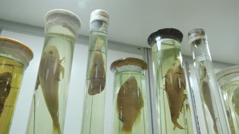 preserved fish specimens in cylindrical jars