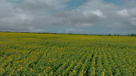 Sunflower-Field