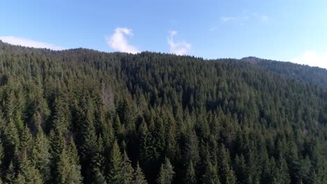 Drohnenschuss-über-Einem-Wald