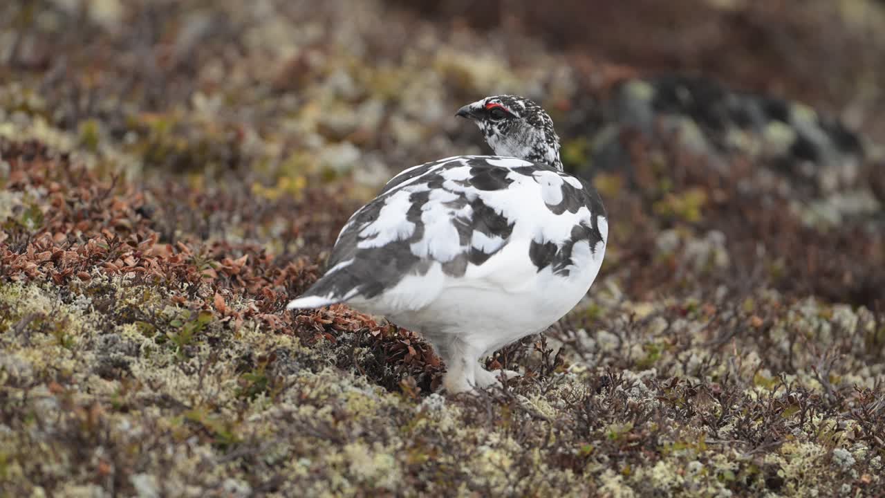 En han-fjeldrype spiser langsomt i alpint hedelandskab med lav dybde og fine fjerdetaljer, Norge