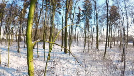 punto de vista de un bosque en el paisaje invernal durante el amanecer