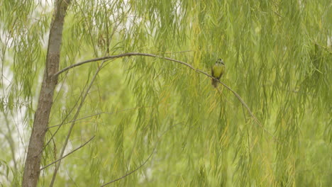 Bienteveo-Vogel-Pitohué-Ruht-Auf-Dem-Ast-Eines-Baumes