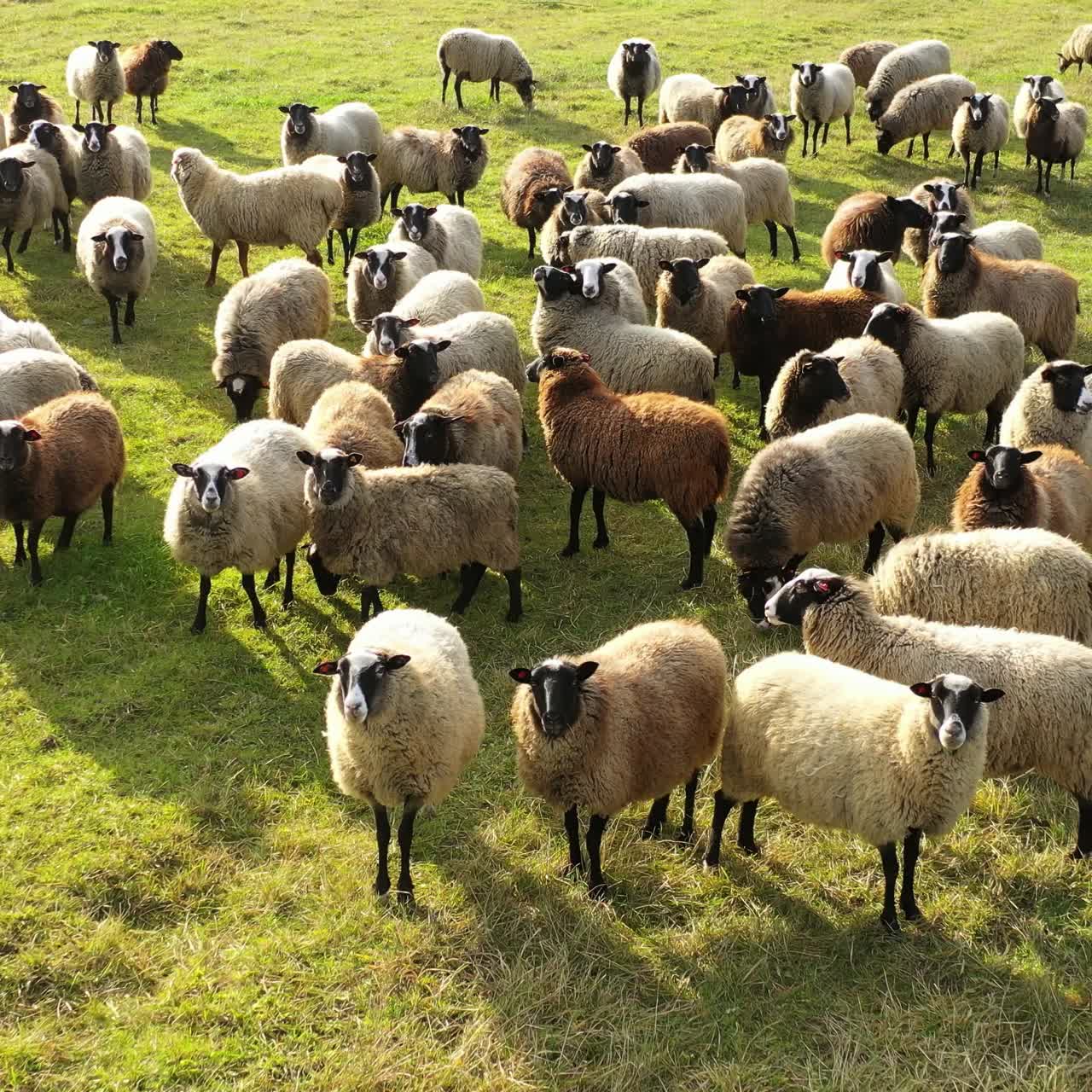 Sheep animals on a meadow. Beautiful sheep on pasture in a sunny day. Herd of sheep in nature. Well-groomed domestic animals outdoors.