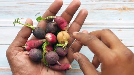 handful of colorful radishes