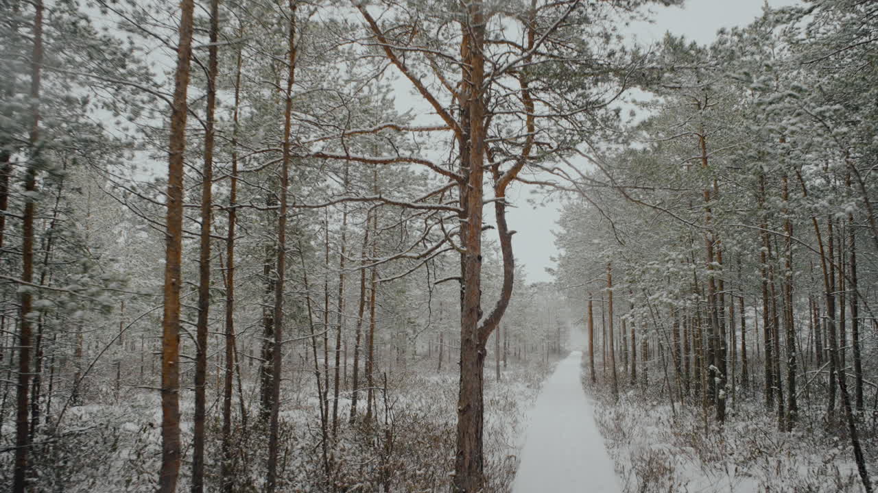 3월 리투아니아의 늪지대
