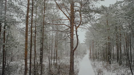 Bosque-Pantanoso-De-Lituania-En-El-Mes-De-Marzo