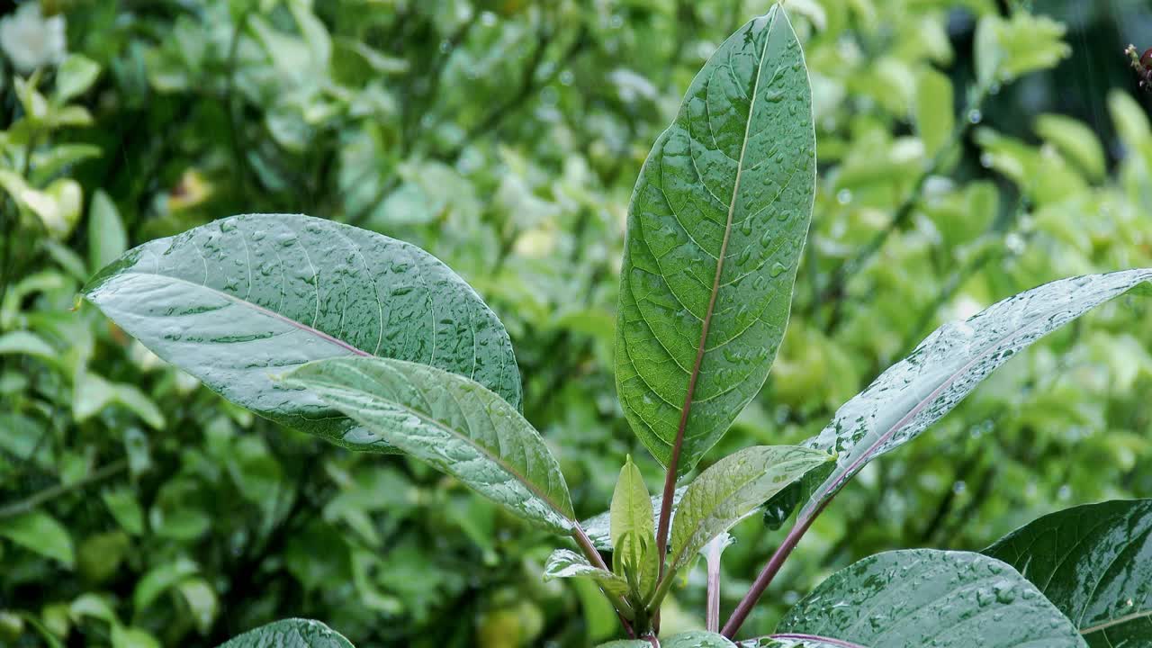 cerrar la lluvia ligera derramándose de hojas verdes en el bosque