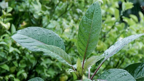 Nahaufnahme-Von-Leichtem-Regen,-Der-Grüne-Blätter-Im-Wald-Verschüttet