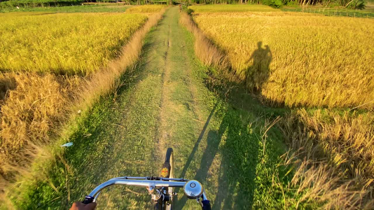 서있는 소, pov 타기와 함께 논을 통해 시골 길에서 자전거 타기