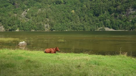 brown cow rests peacefully by a calm lake surrounded by forested hills in sunny weather