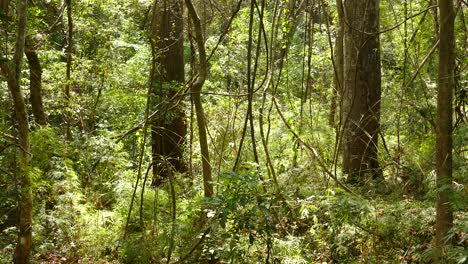 The-lush-rainforest-of-Gamboa-Rainforest-Reserve,-Panama,-wide-shot-tilt-up