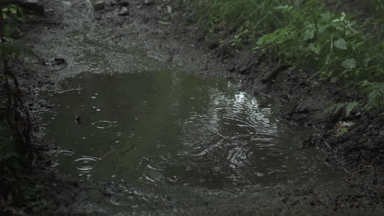 Muddy Puddle During Rainy Day In The Forest. Close-up Shot