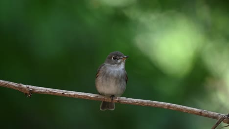 perched on a vine facing to the right as it wags its tail up and down as seen in the forest, dark-sided flycatcher muscicapa sibirica ,chonburi, thailand