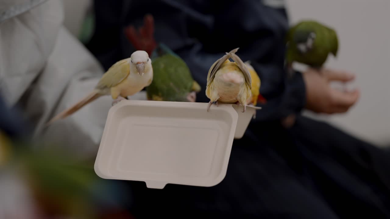 Um pequeno grupo de periquitos e ararajubas se empoleira em um recipiente de comida segurado por um visitante, alimentando-se de sementes em um café de pássaros no Japão, ilustrando a estreita interação humana como parte de uma atração animal paga.