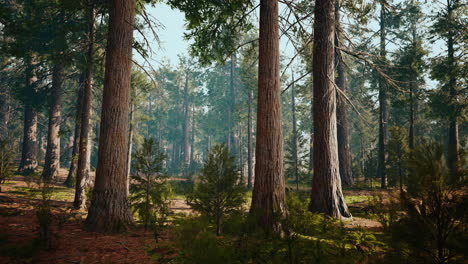 Secuoyas-Gigantes-En-El-Bosque-Gigante-Del-Parque-Nacional-De-Secuoyas