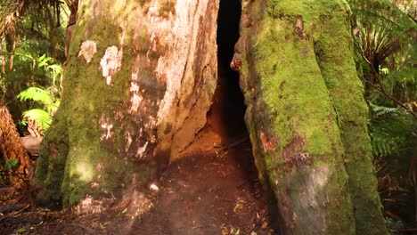 a large tree in a lush rainforest