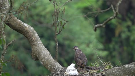 Ein-Kleiner-Javanischer-Habichtsadler-Mit-Einem-Großen-Javanischen-Habichtsadler-In-Seinem-Nest