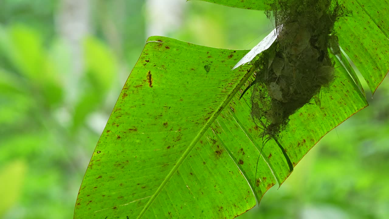 likely belonging to a Little Spiderhunter, cleverly suspended from a large green leaf, possibly a banana leaf. hanging nest