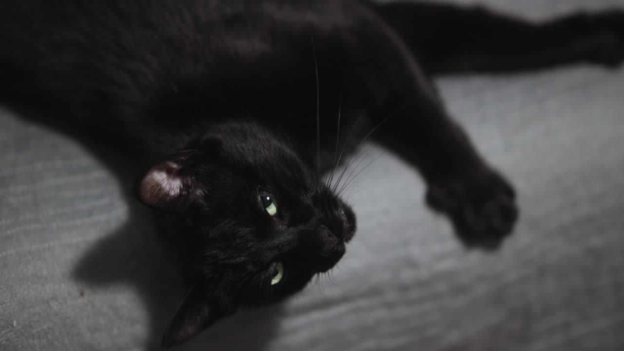 ソファの端に横たわる黒猫